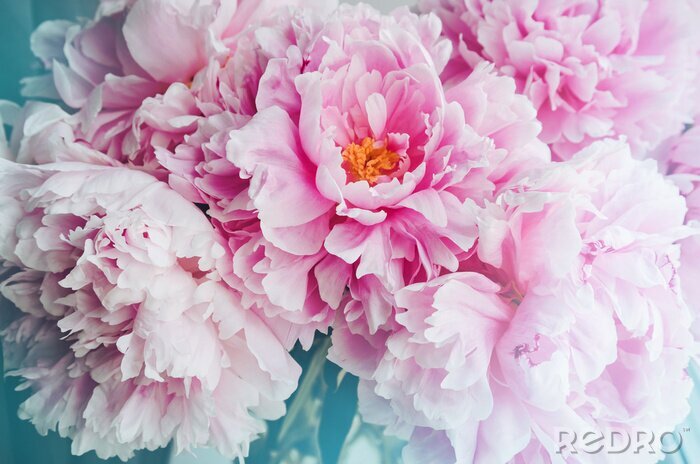 Tableau  Bouquet frais de pivoines roses roses fleurs de pivoine, blanc avec effet bleu brillent. Pastel papier peint floral, fond de pétales de fleurs. Couleur tendance. Bloom amour concept. Carte, texte, cop
