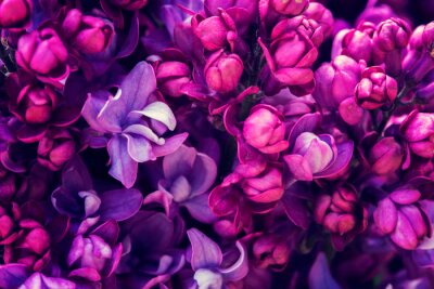 Tableau  Bouquet fuchsia