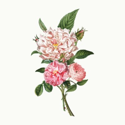 Bouquet minimaliste de pivoines roses