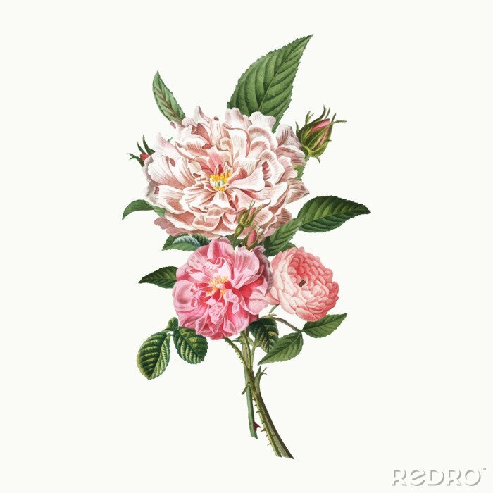 Tableau  Bouquet minimaliste de pivoines roses