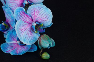 Tableau  Bouquet, violet, orchidées