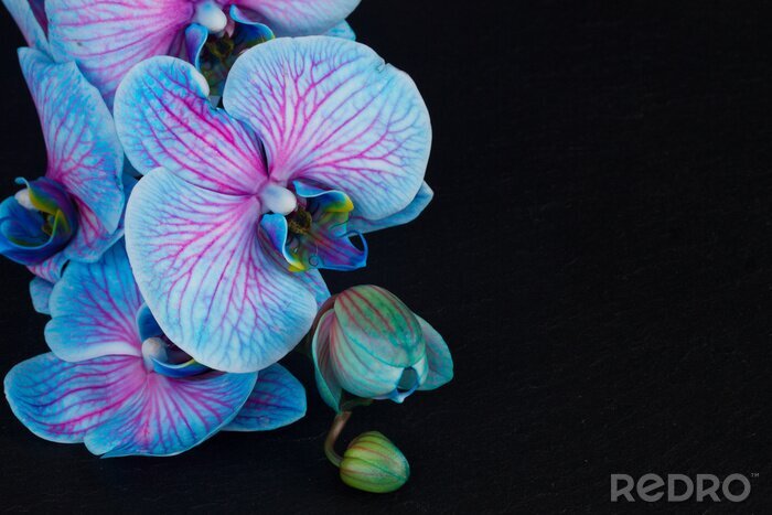 Tableau  Bouquet, violet, orchidées
