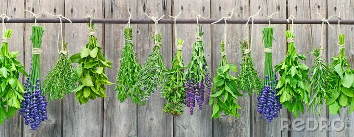Tableau  Bouquets d'herbes aromatiques du jardin