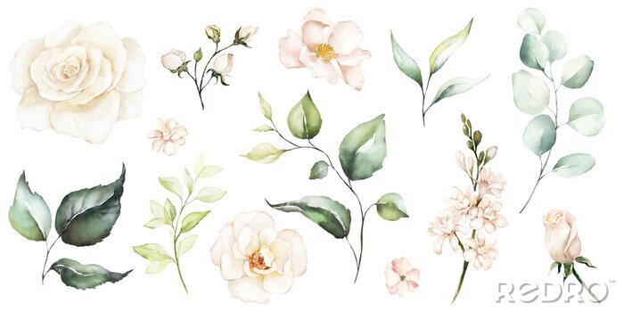 Tableau  Bourgeons et fleurs de roses blanches à l'aquarelle