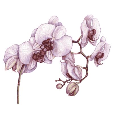 Branche d'aquarelle d'orchidée.