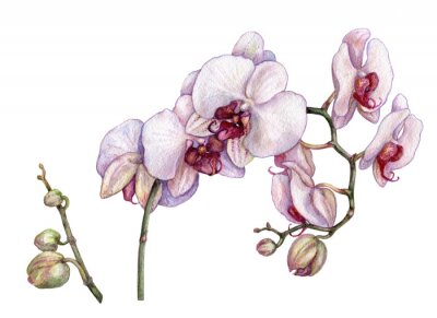 Tableau  Branche d'aquarelle d'orchidée.