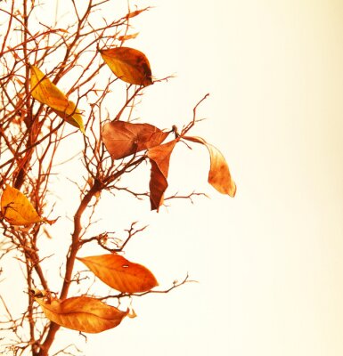 Branche d'arbre d'automne