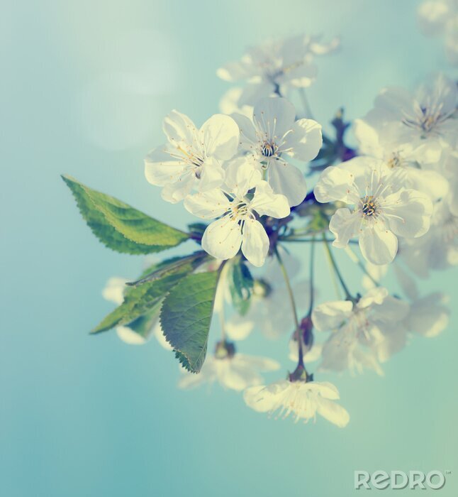 Tableau  Branche de fleurs blanches