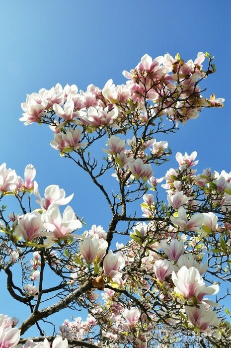 Tableau  Branche de magnolia