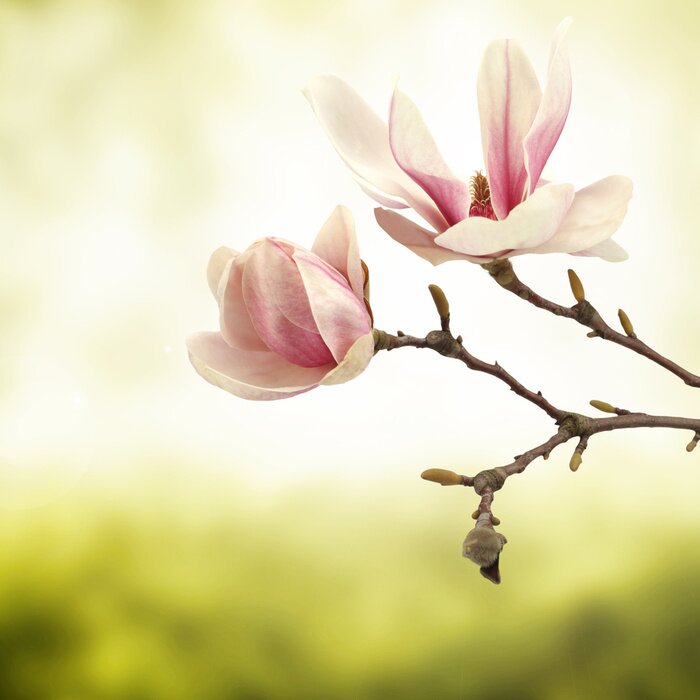 Tableau  Branche de magnolia sur fond de verdure