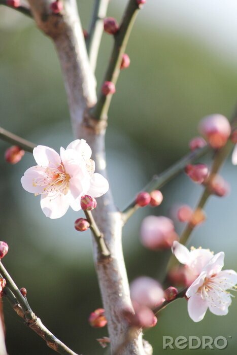 Tableau  Branche fleurie et nature