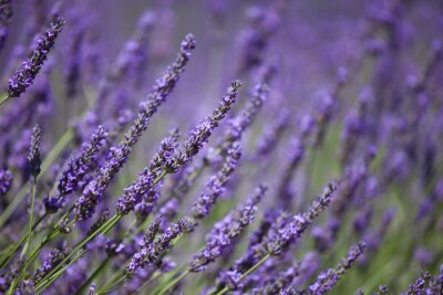 Branches de la lavande