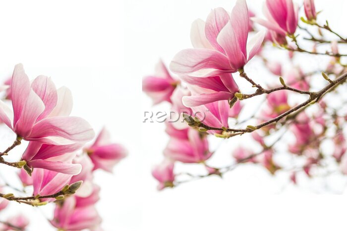 Tableau  Branches de magnolia fleuries