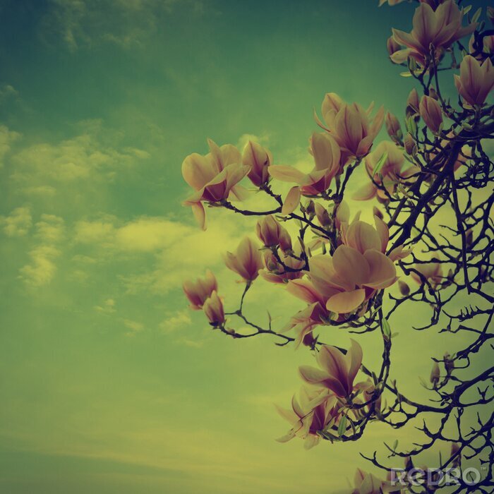 Tableau  Branches de magnolia style rétro