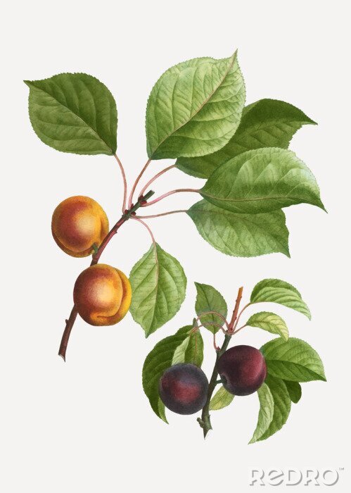 Tableau  Branches de prune et d'abricot côte à côte