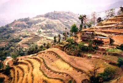 Tableau  Braune Terrassenfelder au Népal