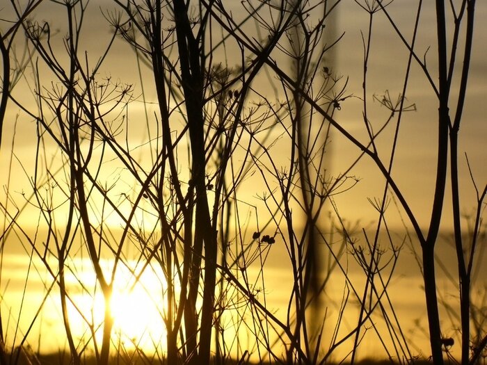 Tableau  Brindilles sur le fond du coucher du soleil