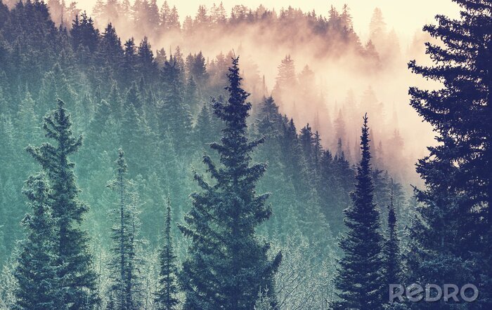 Tableau  Brouillard dans la forêt