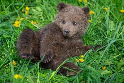 Brown bear cub playing on the summer field