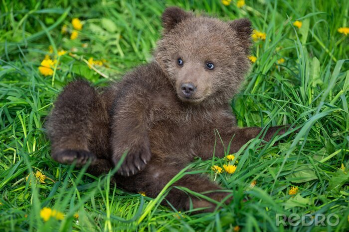 Tableau  Brown bear cub playing on the summer field