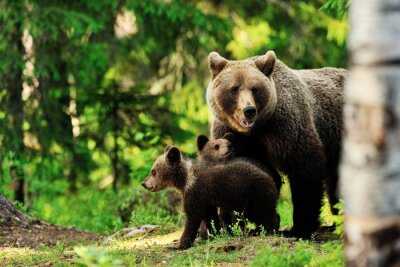 Tableau  Brown famille d'ours dans la forêt