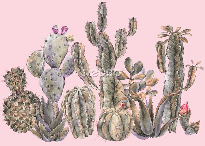 Tableau  Cactus à l&#39;aquarelle avec des fleurs sur fond rose