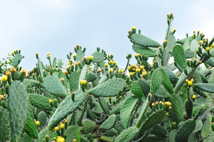 Tableau  Cactus américain à fleurs jaunes
