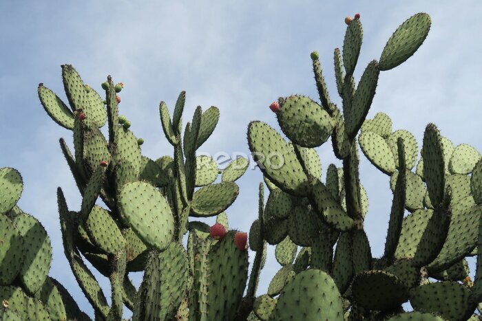 Tableau  Cactus américain avec un ciel bleu en arrière-plan