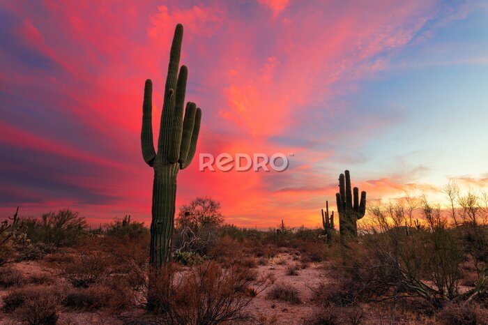 Tableau  Cactus dans le désert au coucher du soleil
