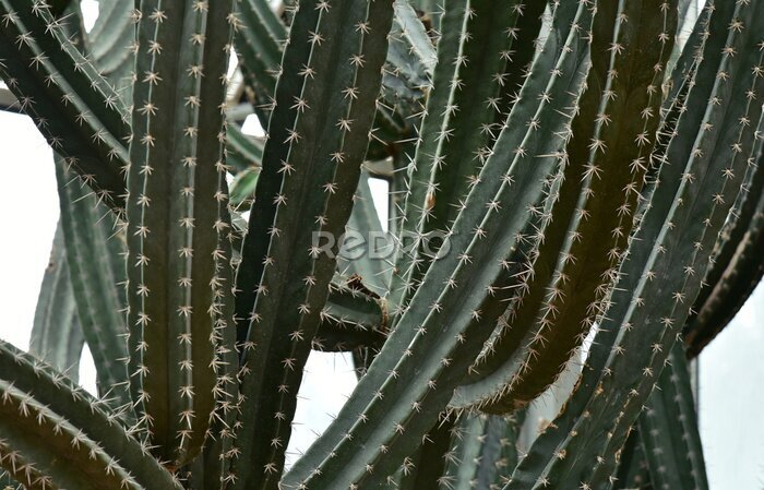 Tableau  Cactus dans le jardin botanique de la reine Sirikit