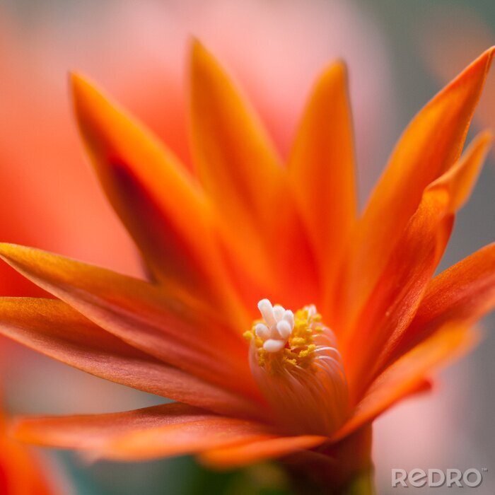 Tableau  Cactus de Pâques