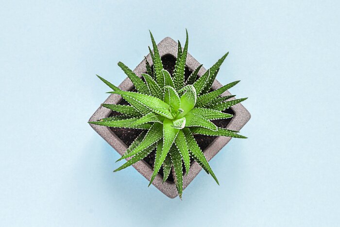 Tableau  Cactus en pot sur fond bleu