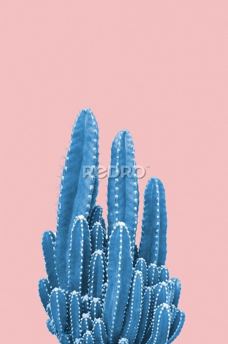 Tableau  Cactus en pot sur fond pastel