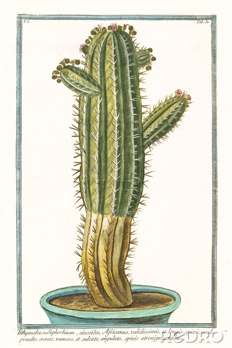 Tableau  Cactus esquissé dans un pot