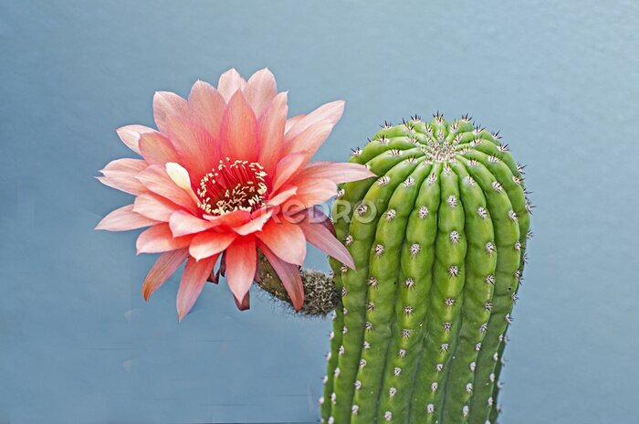 Tableau  Cactus exotique à fleur rose