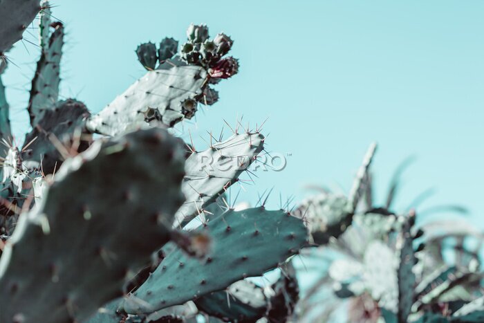 Tableau  Cactus exotiques sur un fond turquoise