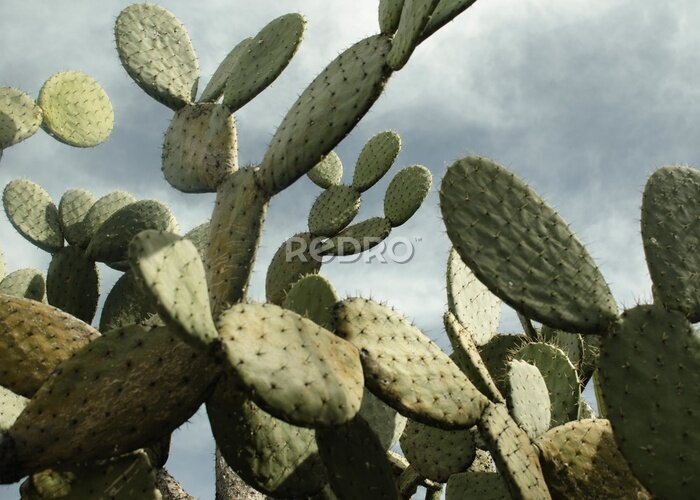 Tableau  Cactus nopal avec un ciel couvert en arrière-plan