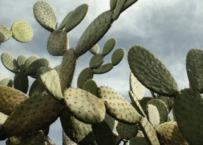 Tableau  Cactus nopal avec un ciel couvert en arrière-plan