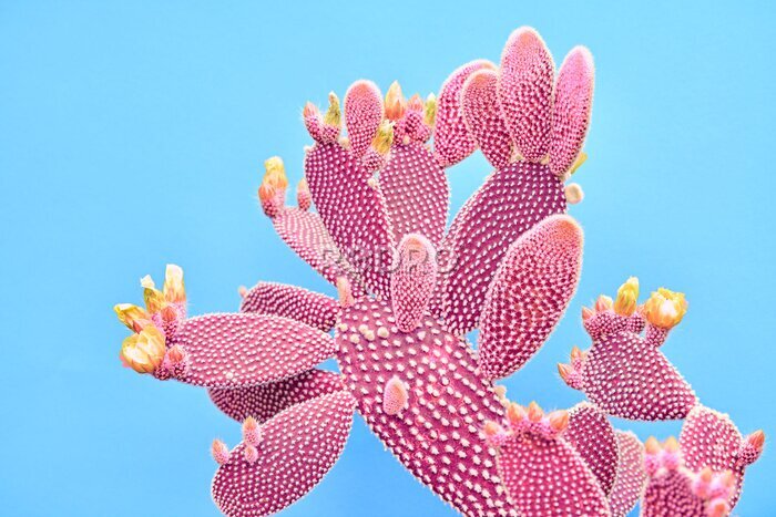 Tableau  Cactus rose abstrait sur un fond bleu