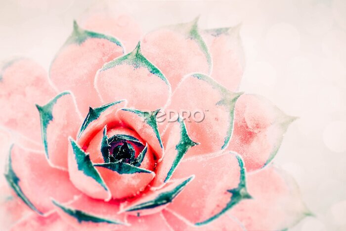 Tableau  Cactus rose et vert sur un fond clair