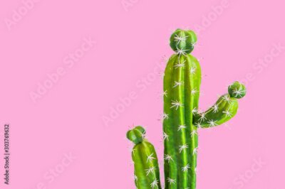 Tableau  Cactus sur fond rose