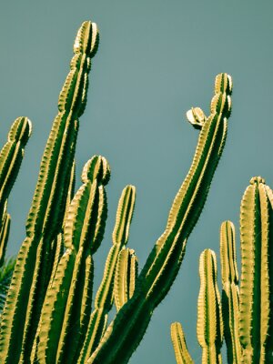 Tableau  Cactus vert contre le ciel