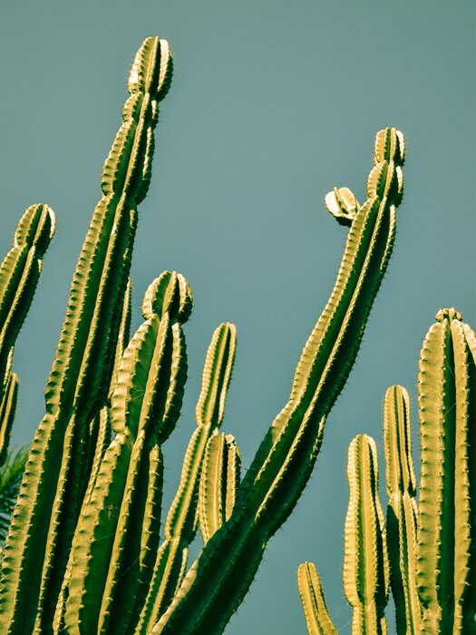 Tableau  Cactus vert contre le ciel