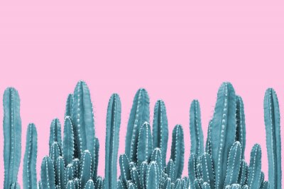 Tableau  Cactus verts sur fond rose pastel