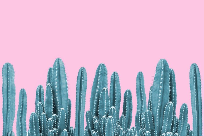 Tableau  Cactus verts sur fond rose pastel