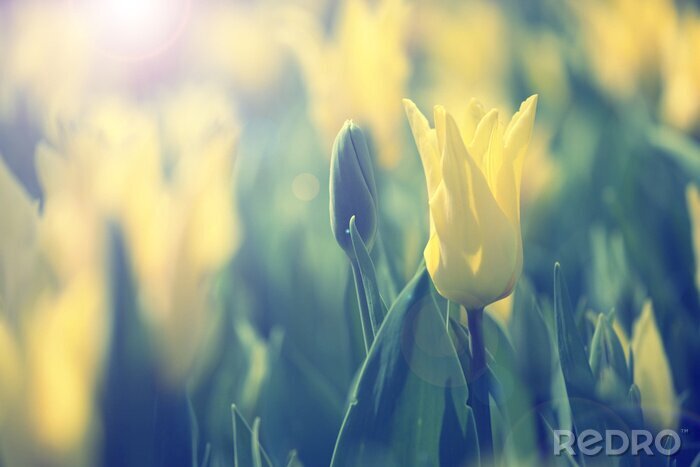 Tableau  Cadre de printemps avec des tulipes