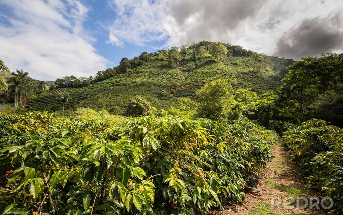 Tableau  cafetan fields in the Orosi Valley in Costa Rica