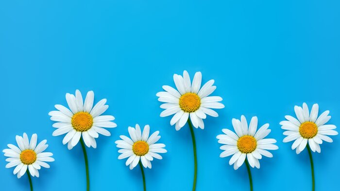 Tableau  Camomille sur fond bleu. Toile de fond de printemps. Grand format Vue de dessus