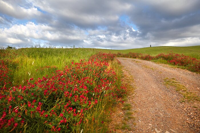 Tableau  Campagne, San Quirico d `Orcia, Toscane, Italie