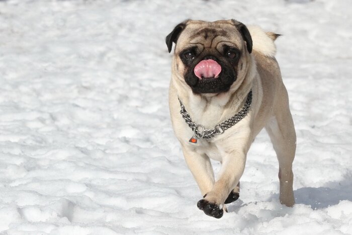 Tableau  Carlin dans la neige